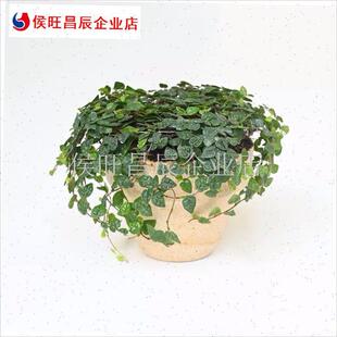 爬藤植物小叶薜荔苔藓雨林微景观造E景水培水藤蔓古法鱼缸迷你霹