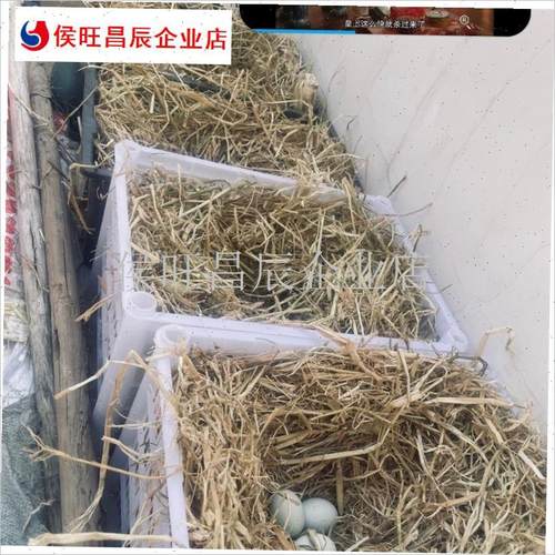稻草天然保暖宠物k干净鸡窝干燥东北纤维草窝兔子W床垫普通保温
