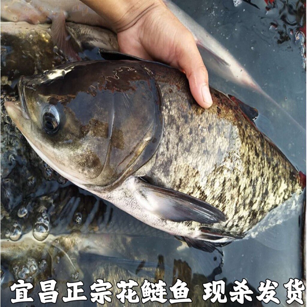 湖北宜昌大鱼头新鲜胖头鱼头花鲢鱼头鳙鱼鱼头足斤足两现杀发货包