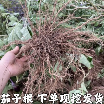 新鲜茄子根 茄根 农家自种茄子苗根茄子须根茄子杆茄杆新鲜蔬菜根