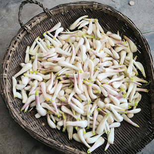 荞头新鲜藠头茭头农家自种现发现挖精选教头蒜白糖醋湖北蔬菜
