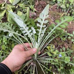 泥胡菜新鲜石灰菜纯野生剪刀草现挖现发猪兜草紫花苦菜泥胡菜包邮