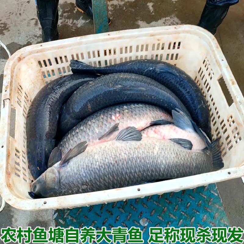 湖北宜昌农村自家鱼塘大青鱼鲜活现杀新鲜大螺丝青鱼非草鱼淡水鱼