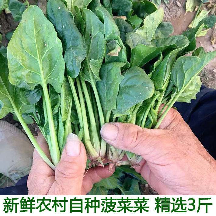 新鲜菠菜新鲜蔬菜农家自种青菜菠菜小菠菜现摘现发农家菜3斤装