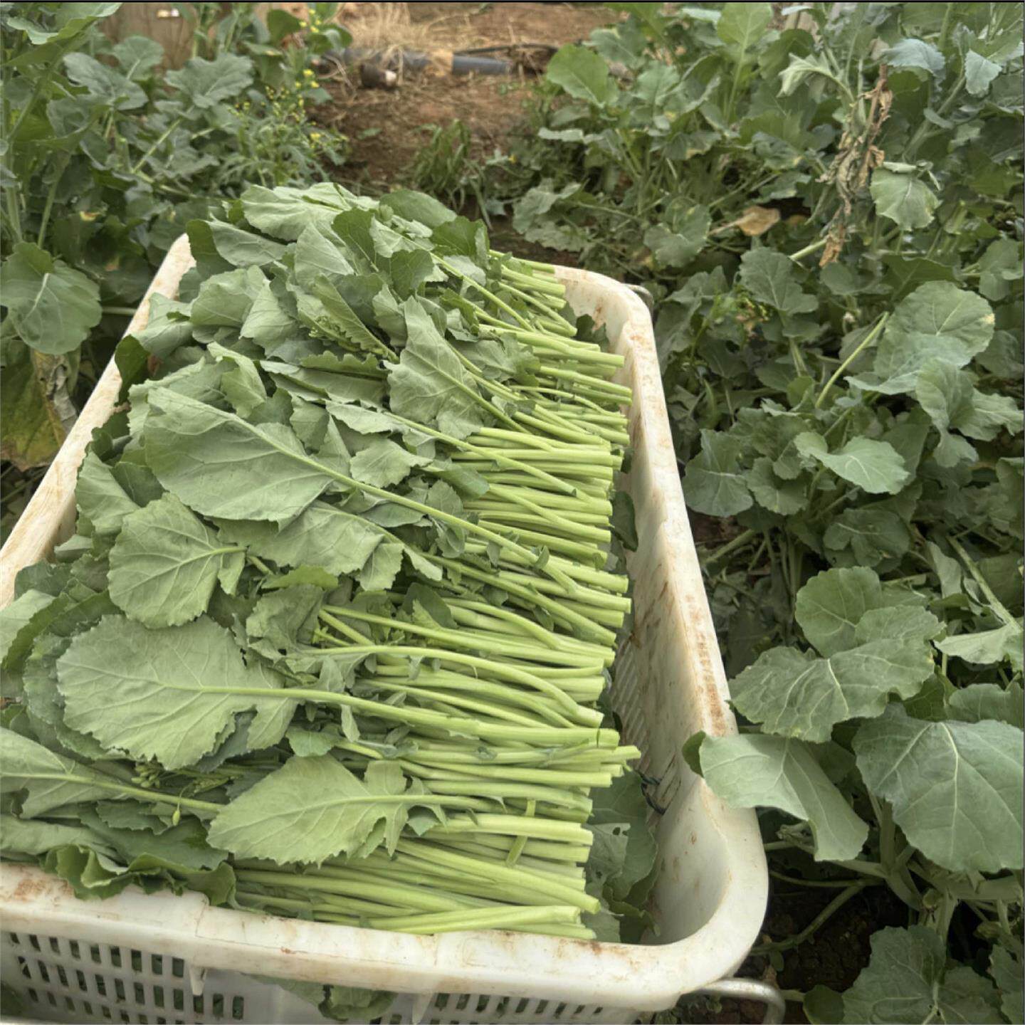 板蓝根新鲜青菜油菜苔油菜尖湖北农家露天油菜苗叶青菜苔现摘现发