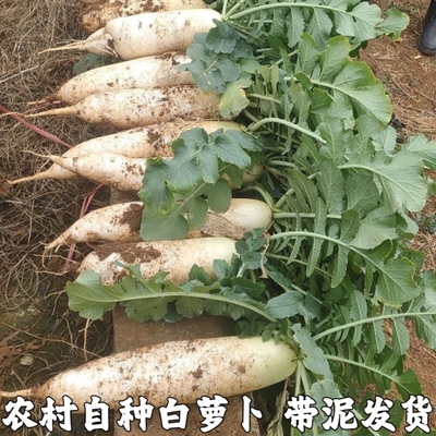 农家自种新鲜蔬菜白萝卜新鲜 白皮萝卜 泡菜嫩白萝卜5斤包邮