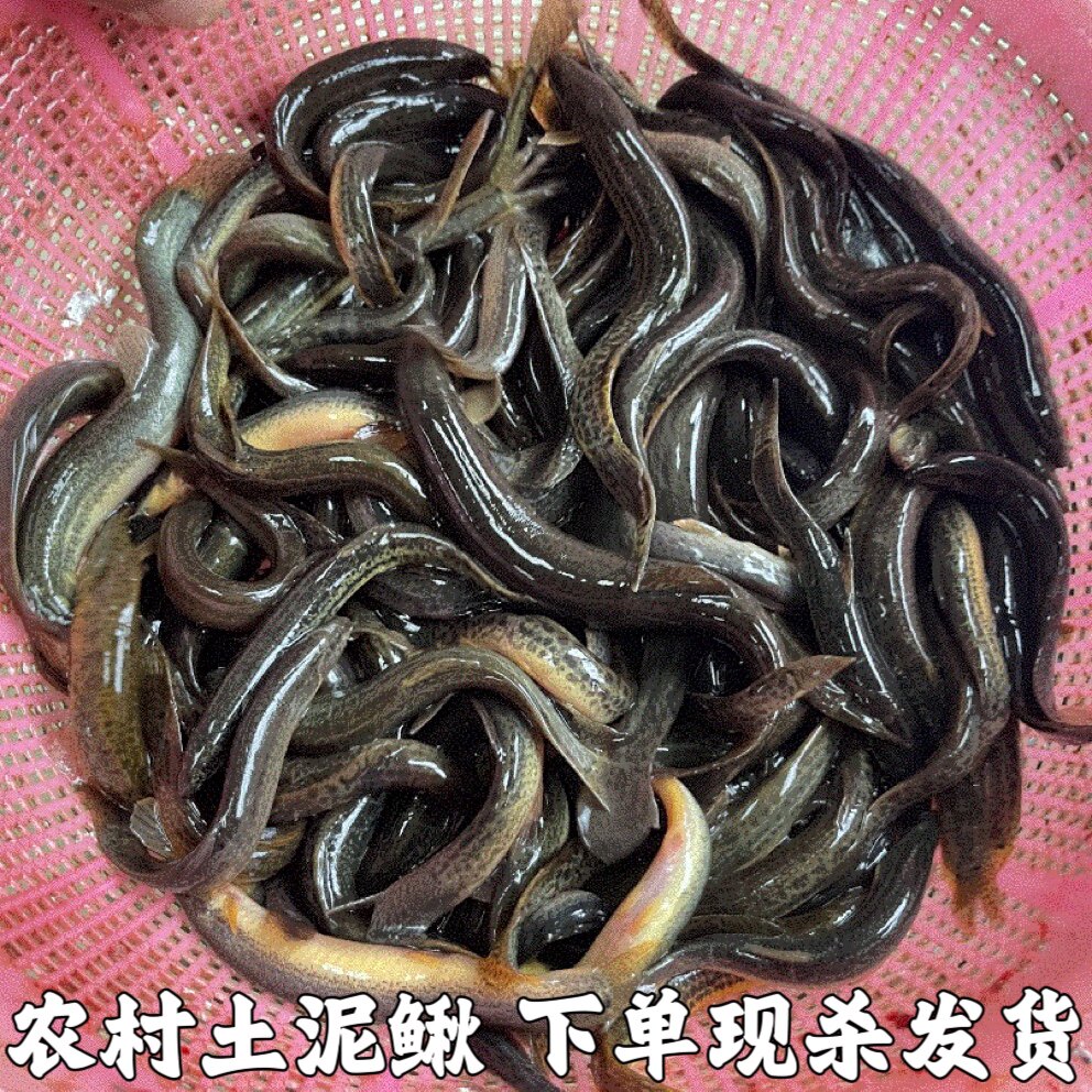 新鲜农村泥鳅鱼鲜活土泥鳅淡水青鳅黄板鳅鱼钓青鱼鳅土泥鳅包邮