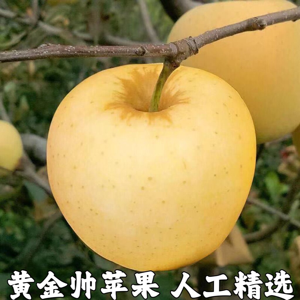 黄金帅刮泥沙金黄色苹果黄元帅金帅新鲜水果黄香蕉甜面包邮