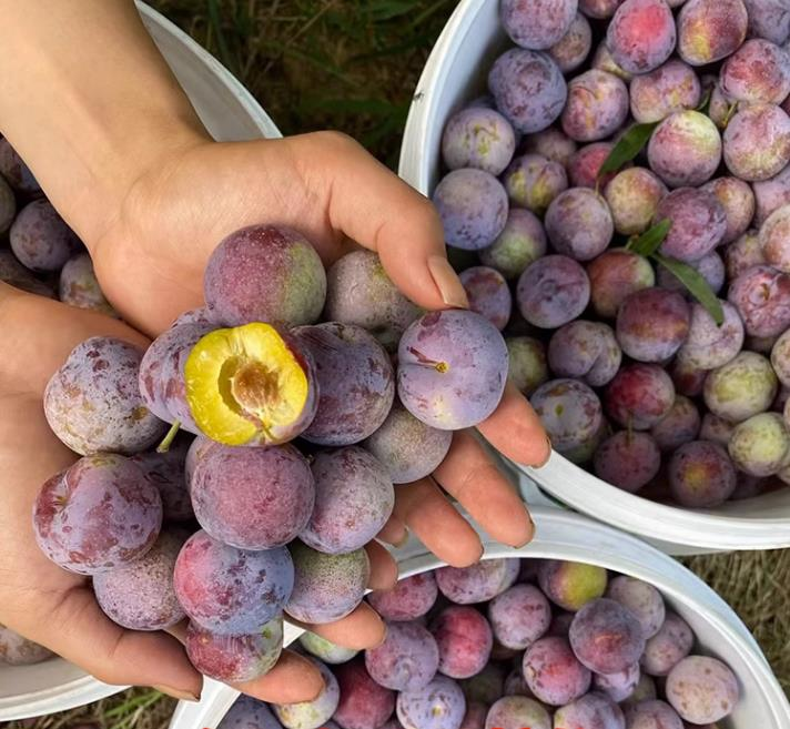 新鲜脆红李新鲜水果脱骨李子茵青红脆李甜孕妇蜂糖李精选装包邮