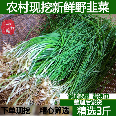 农家现挖野韭菜野葱野蒜小葱根野菜小根蒜胡葱沙葱当季农家菜香葱
