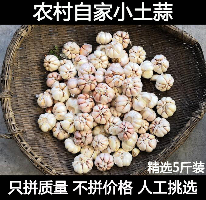 农家自种新鲜干蒜多瓣紫皮大蒜