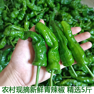 自种青椒炒菜椒虎皮青椒螺丝椒新鲜辣椒现摘新鲜青辣椒5斤装农家
