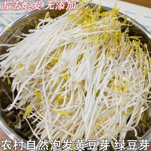 豆芽新鲜蔬菜自然泡发黄豆芽农家自种黄豆泡制无根短豆芽现摘