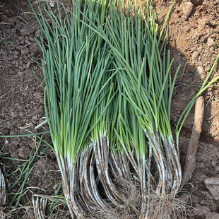 湖北农家自种本地小分葱露天蔬菜新鲜小香葱农家小葱分葱菜园直发