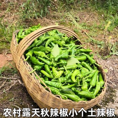 湖北农家新鲜子弹头辣椒小个土辣椒小辣椒土辣椒香辣皮薄肉厚包邮