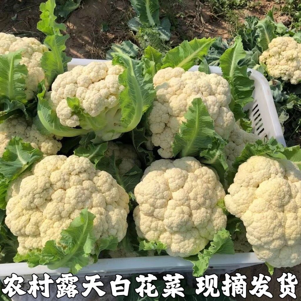 湖北农家现摘新鲜花菜 松花菜 菜花散菜花 花菜花椰菜花 白花菜