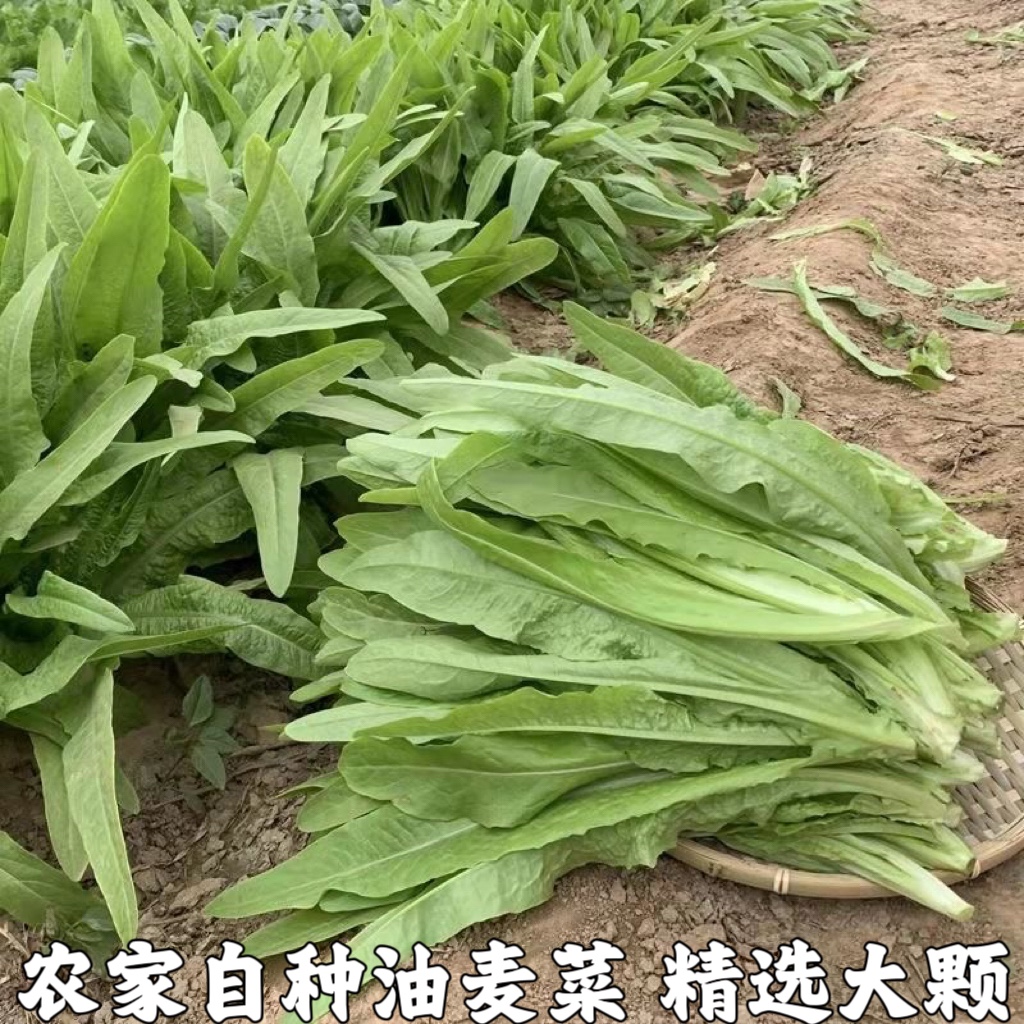 湖北农家自种油麦菜新鲜蔬菜时令绿叶菜火锅青菜沙拉健身笋尖包邮 水产肉类/新鲜蔬果/熟食 叶菜类 原图主图