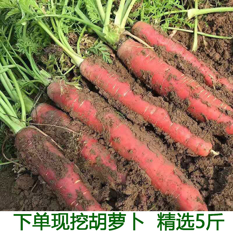 新鲜5斤包邮水果蔬菜农家自产本地胡萝卜5斤胡萝卜新鲜小红萝卜