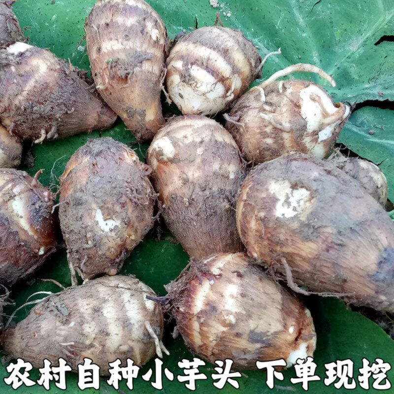 农村自种小香芋头农家辅食现挖现芋头