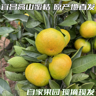 宜昌峰宝山蜜桔高山青皮蜜桔时令水果当季桔子早熟橘子无籽柑橘