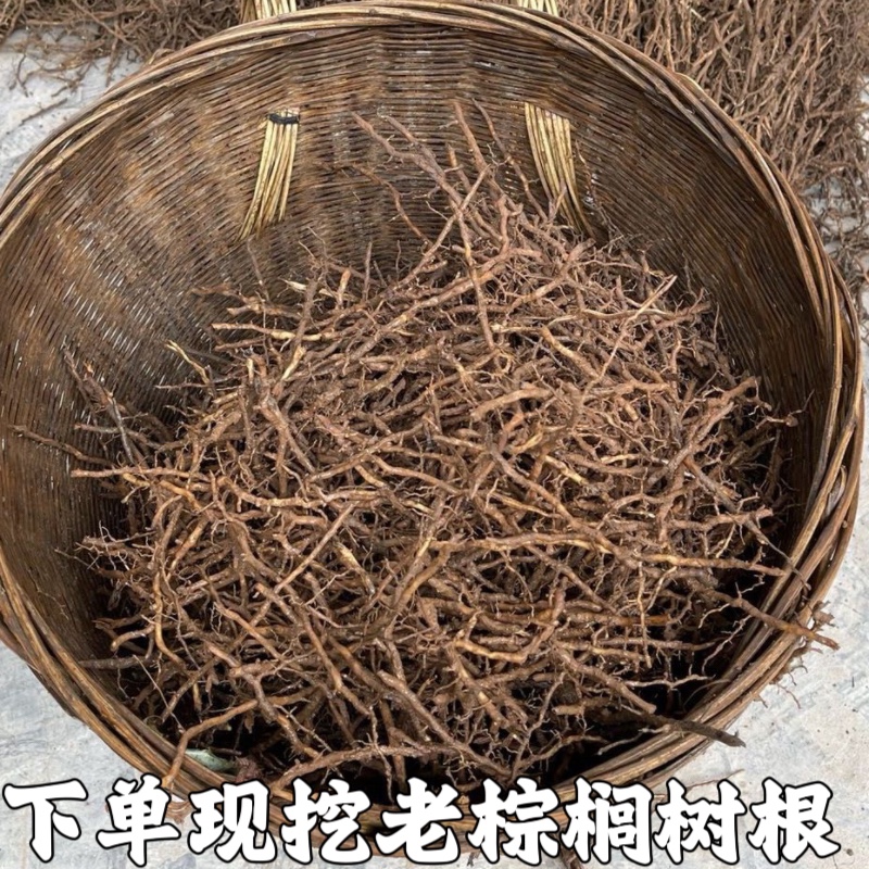 新鲜棕树根  野生现挖棕榈根须 马尾棕根生发棕榈树根 现挖棕榈根