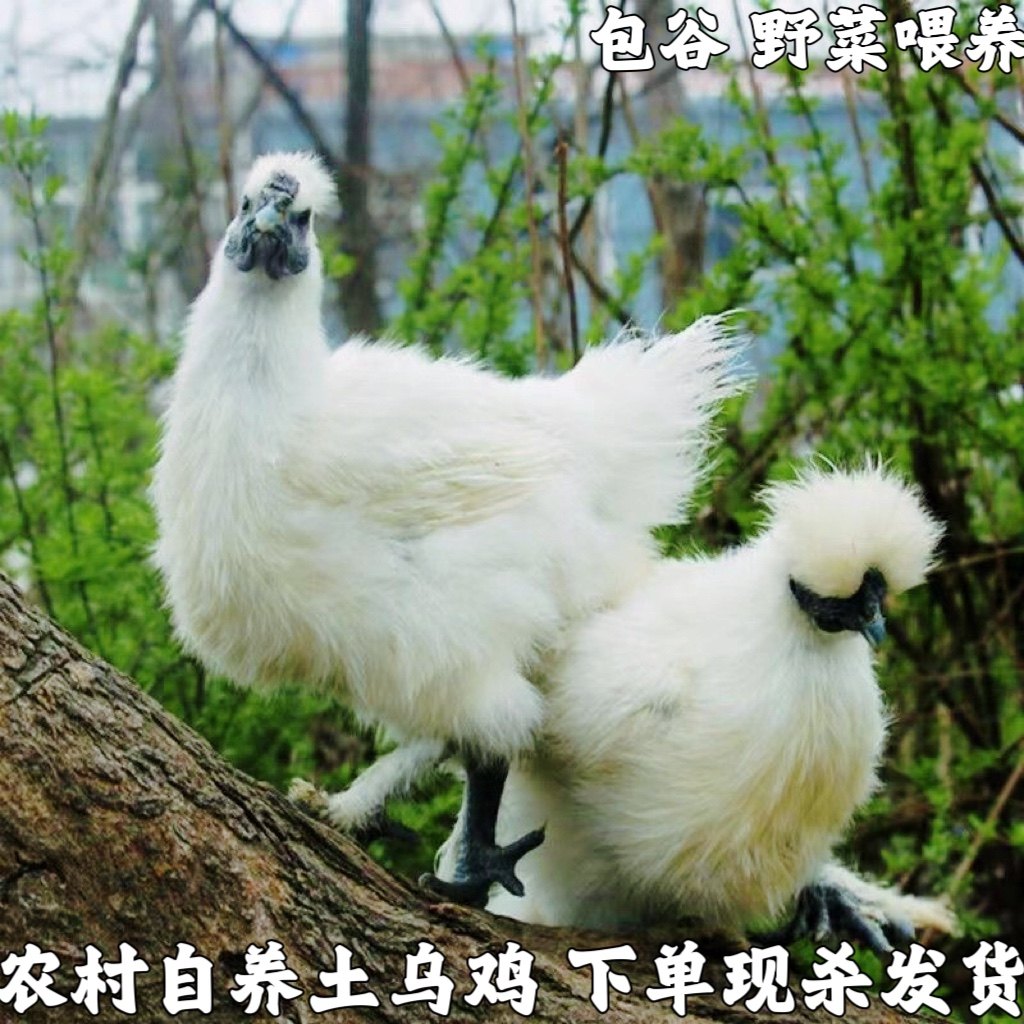 正宗土乌鸡农家散养乌鸡白凤乌鸡新鲜现杀整只五黑鸡乌骨鸡老母鸡
