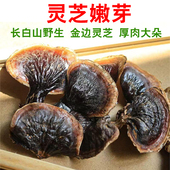 野生长白山灵芝嫩芽金边灵芝干货灵芝片灵芝芽菌香不苦灵芝煲汤