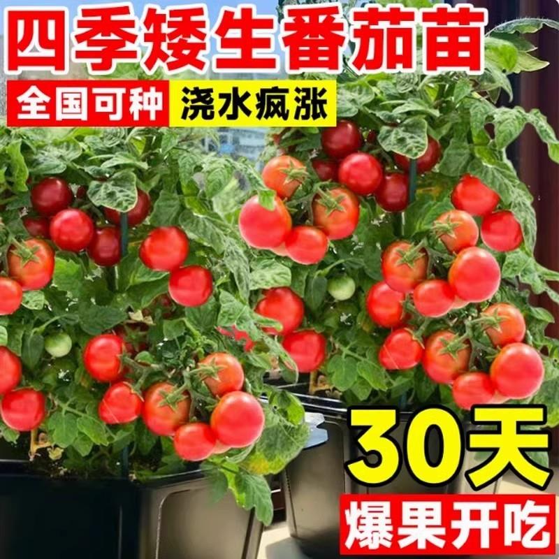 矮生番茄苗阳台蔬菜苗秧矮生樱桃番茄树水果西红柿种苗黑珍珠