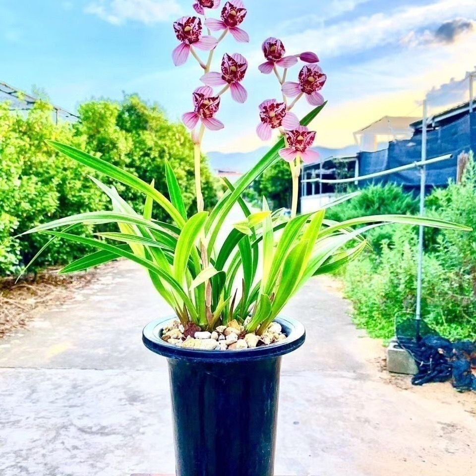 品花花妖宽内型栽观卉色室香姬花绿苗赏兰蓝浓盆兰植新叶
