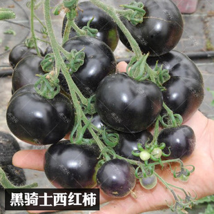 黑骑士樱桃黑番茄种子四季 蔬菜种孑 黑西红柿种苗种籽西黑柿春季