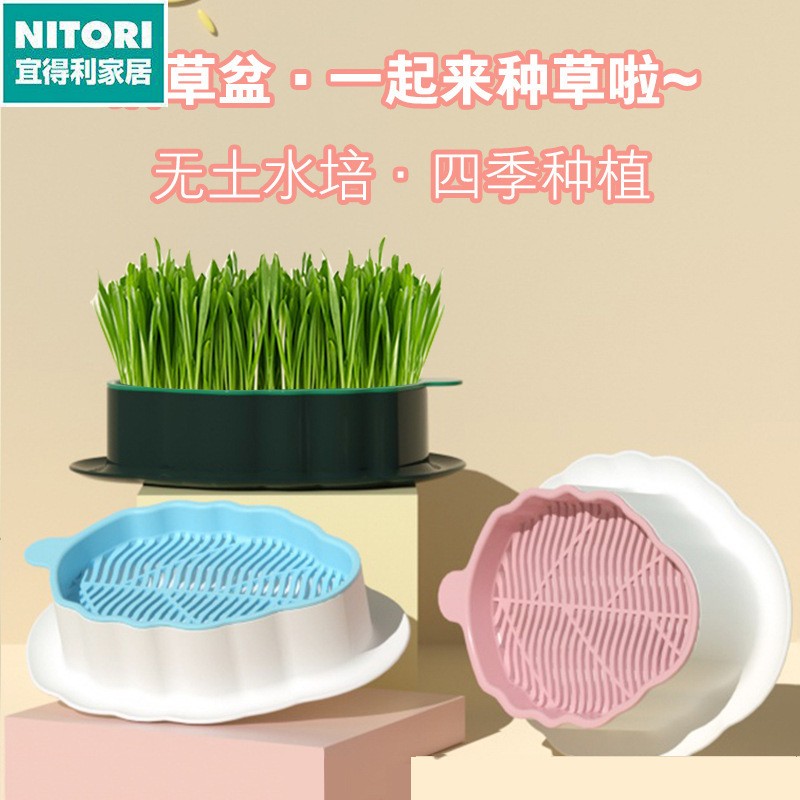日本进口便宜得利猫草盆栽懒人无土水培种植盒 小麦粒子培育盘杯