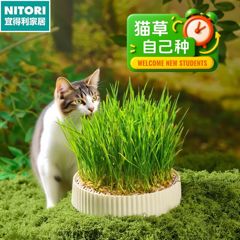 日本进口便宜得利猫草盆栽水培盒种籽育苗盘懒人化毛球片猫薄荷种