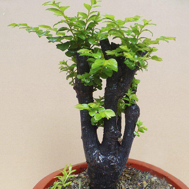 名贵小叶紫檀盆景植物室内盆景树树桩盆栽四季常青办公室桌面绿植