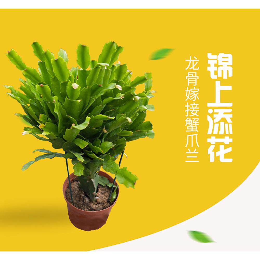 蟹爪兰嫁接龙骨花卉植物室内盆栽桌上绿植