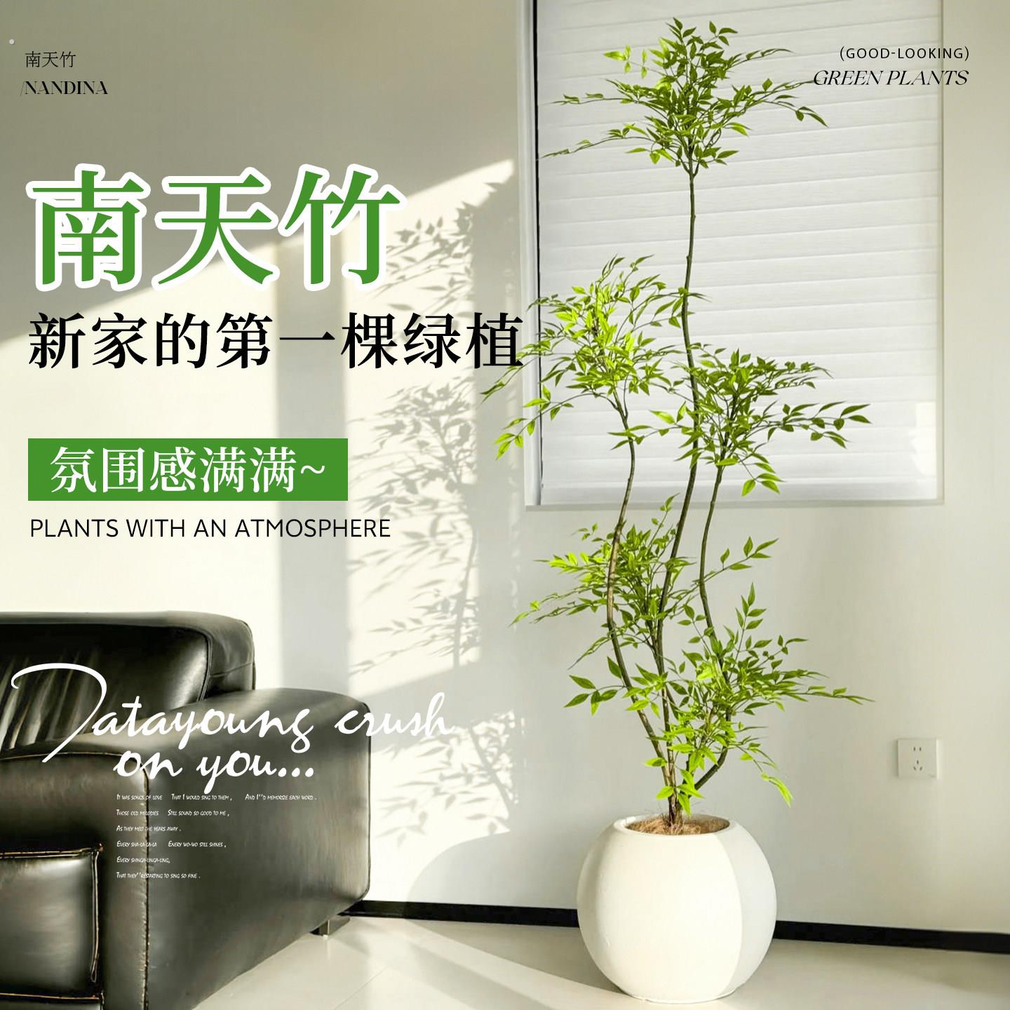 南天竹盆栽客厅绿植室内高级感真树办公室大型植物高端大气上档次