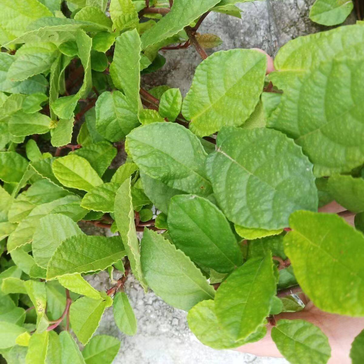 云南野生地瓜藤地石榴地枇杷活血通络纯天然中药材地板藤鲜货