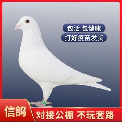 千公里冠军鸽公棚赛鸽种鸽青年鸽成绩鸽活体一对信鸽肉鸽观赏幼鸽