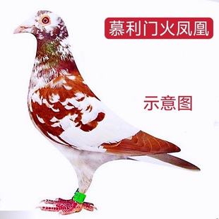 【慕利门火凤凰】血统信鸽赛鸽活体公母一对种鸽成年鸽幼鸽活物鸟