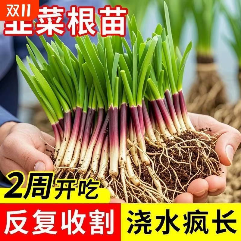 韭菜根苗现挖紫根宽叶紫红根头茬