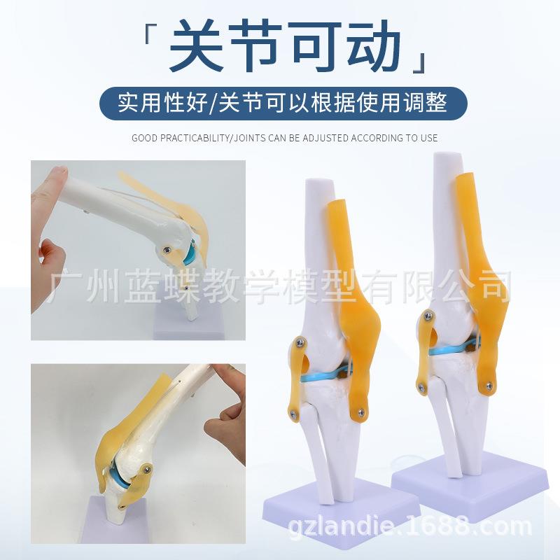 人体膝关节模型肩无品牌/关节肘关关手关关节脚节髋节模型1:1骨节