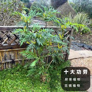 常清花镜搭配造景植物 狭叶十大功劳盆栽阳台庭院观赏绿化苗木四季