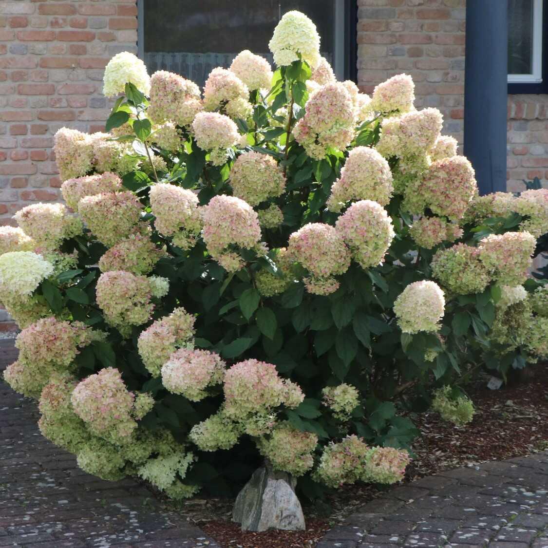 白玉活力青柠石灰灯香草