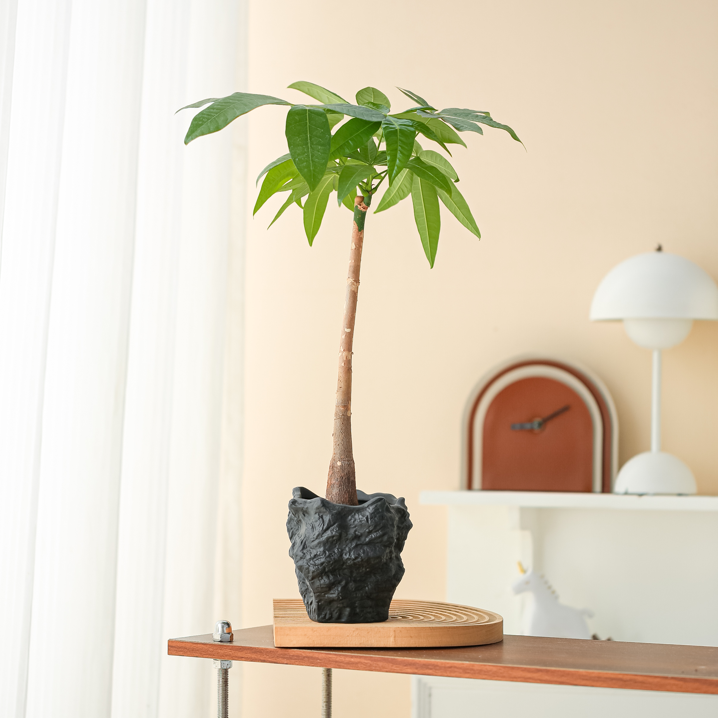 长杆发财树桌面盆栽净化空气