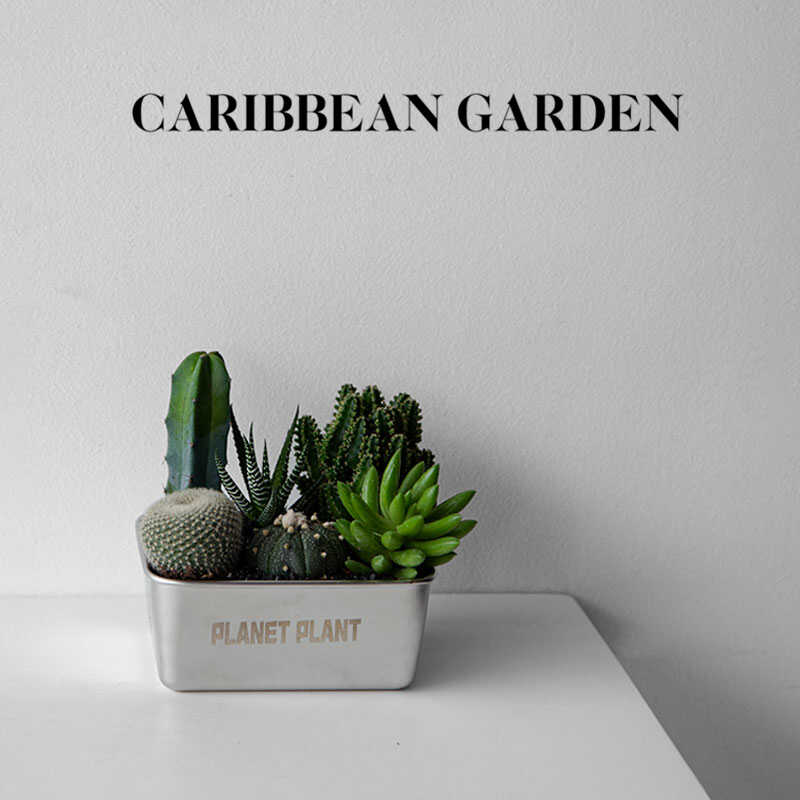 加勒比花园 仙人掌盆栽 办公室桌面多肉植物 室内创意绿植花卉