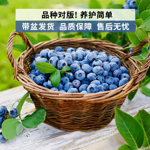 蓝莓树果苗盆栽阳台四季果树
