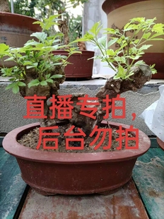 黄荆老桩