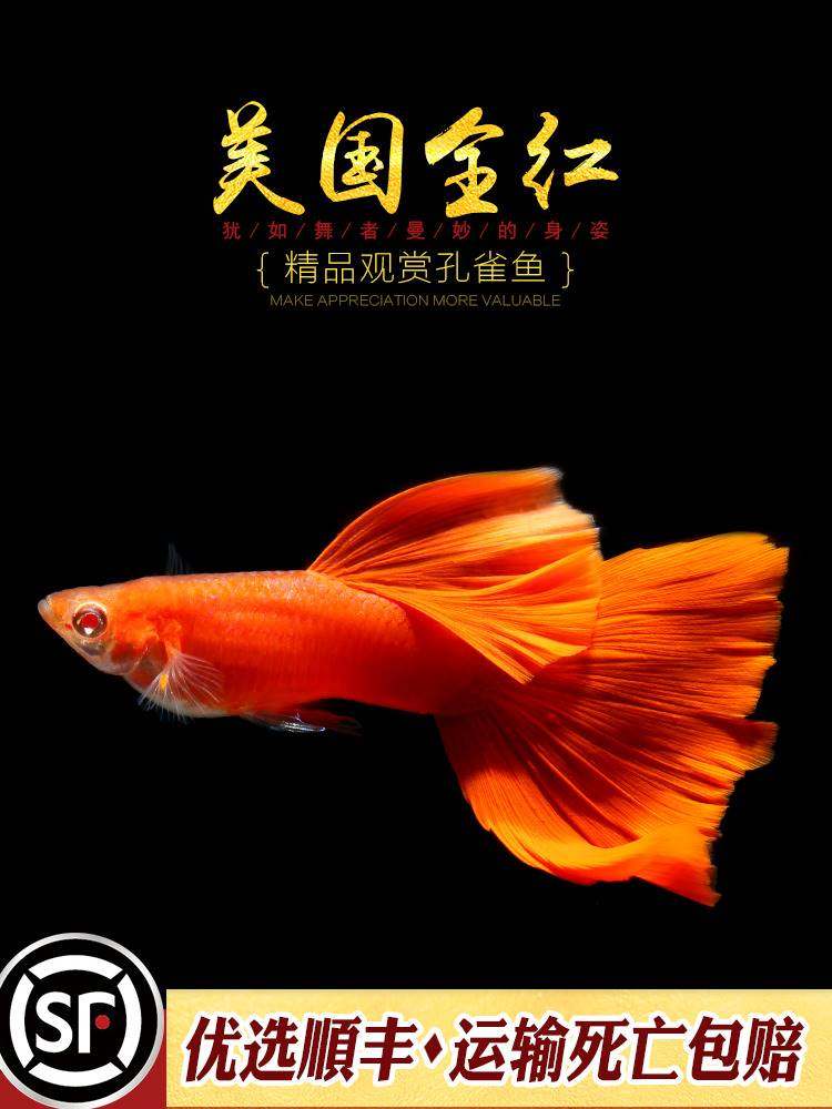 美国全红精品孔雀鱼热带淡观赏鱼纯种血红缎带白子大凤尾鱼活体鱼
