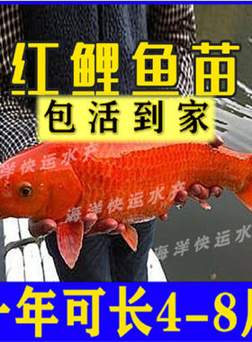 品种红鲤鱼可食用观赏鱼淡水养殖
