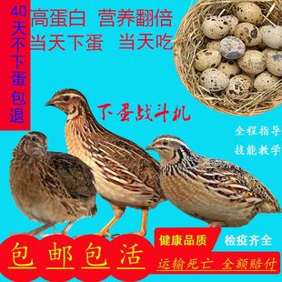 鹌鹑活苗天天下蛋青年鹌鹑鸟黄沙维家庭阳台小宠物白羽鹌鹑公活物