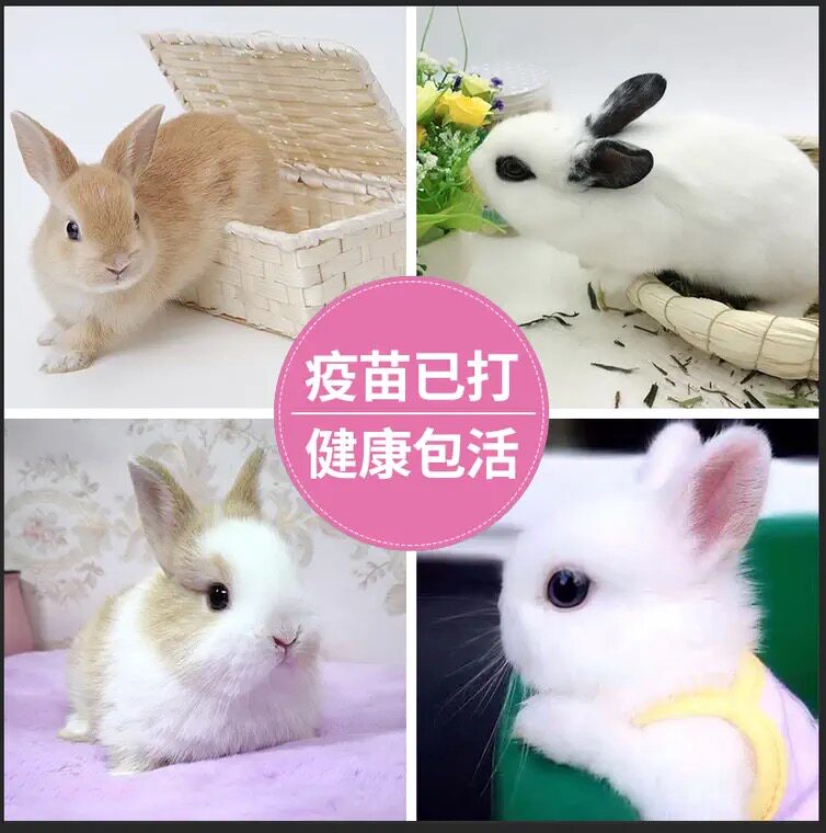 兔子活体小白兔公主兔宠物兔长不大侏儒兔家养肉兔垂耳兔活物包邮